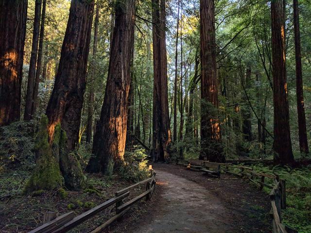 Muir Woods National Monument